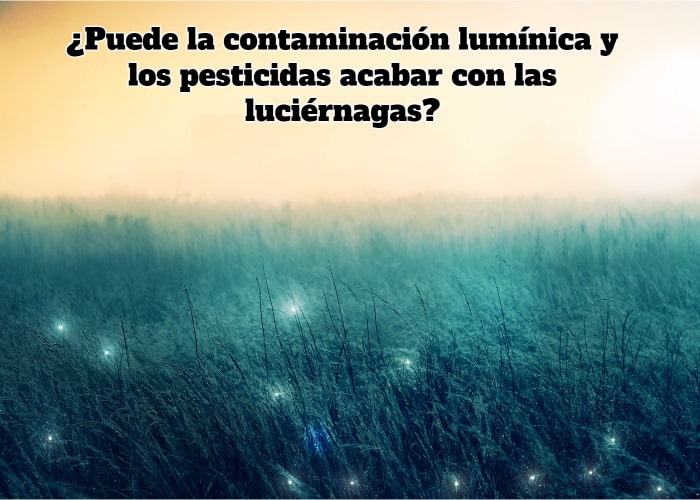 imagen-de-un-campo-donde-se-ve-luces-de-luciernagas