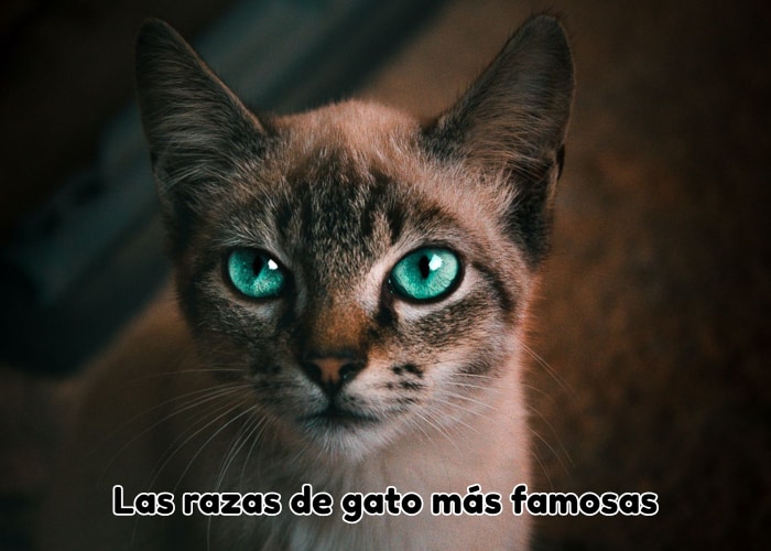 cachorro-de-gato-con-preciosos-ojos-azules