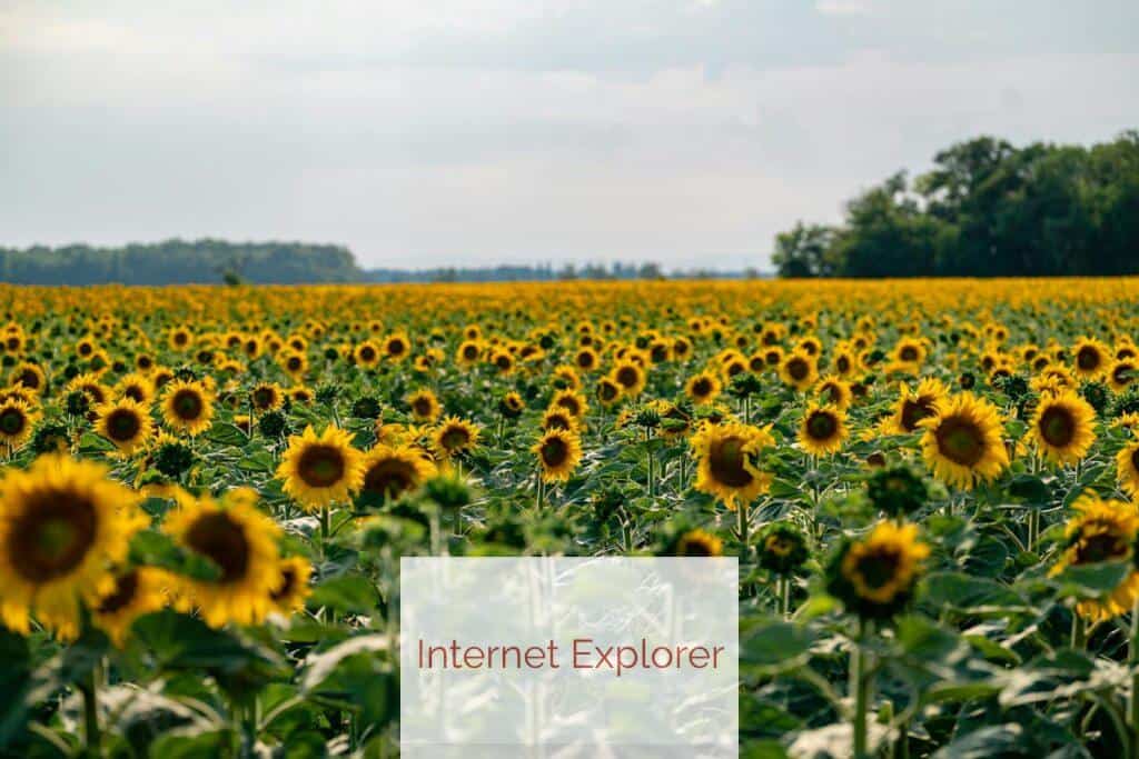 girasoles
