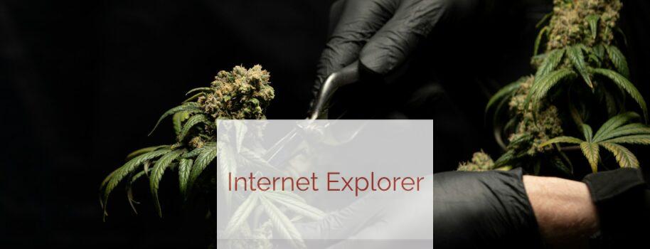 Tips para comprar CBD con seguridad: calidad, legalidad y precio