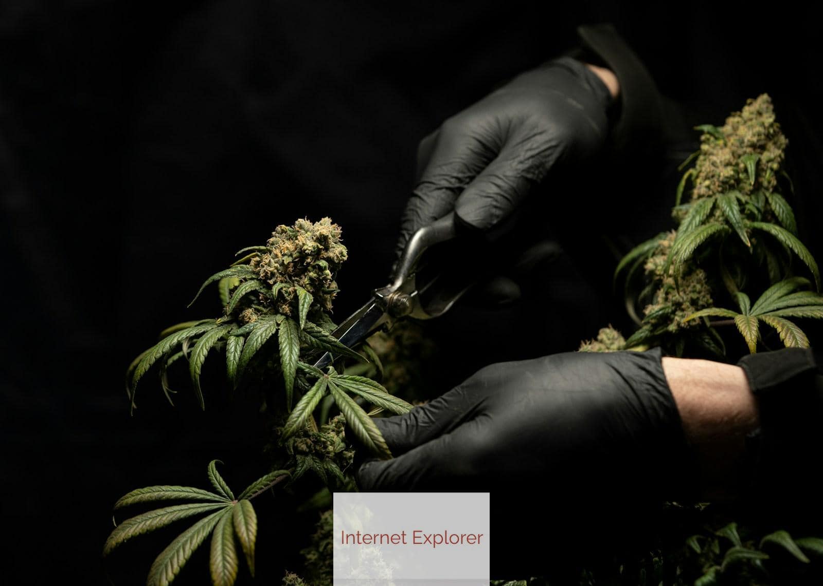 Tips para comprar CBD con seguridad: calidad, legalidad y precio